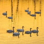 Migrating Swans Flock to Hongze Lake Wetland Amid Mild Winter in East China