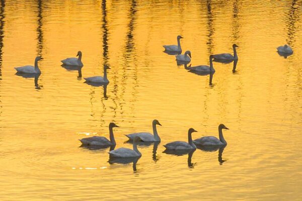 Migrating Swans Flock to Hongze Lake Wetland Amid Mild Winter in East China