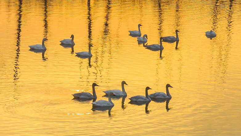 Migrating Swans Flock to Hongze Lake Wetland Amid Mild Winter in East China