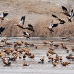 Migratory Birds Create Spectacular Scene in Hebei Wetlands video poster