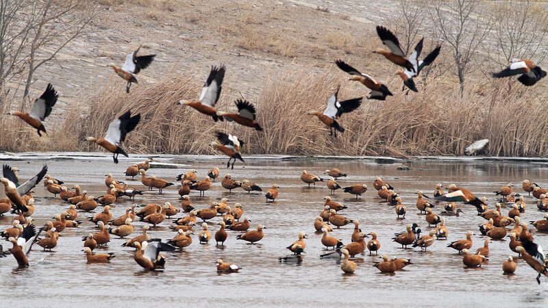 Migratory_Birds_Create_Spectacular_Scene_in_Hebei_Wetlands_poster - Khabar Asia Migratory Birds Create Spectacular Scene in Hebei Wetlands video poster