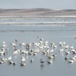 Migratory Birds Flock to China's Wetlands as Winter Approaches video poster