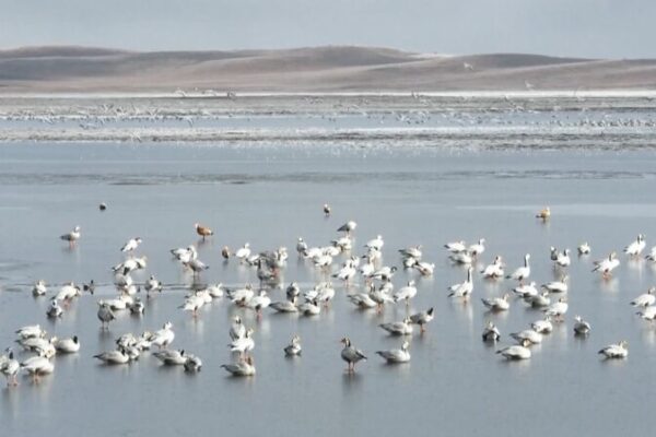 Migratory Birds Flock to China’s Wetlands as Winter Approaches Migratory Birds Flock to China's Wetlands as Winter Approaches video poster