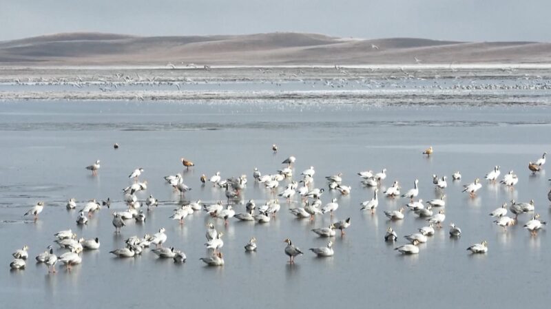 Migratory_Birds_Flock_to_Chinas_Wetlands_as_Winter_Approaches_poster - Khabar Asia Migratory Birds Flock to China's Wetlands as Winter Approaches video poster