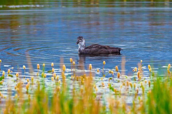 Migratory Birds Flock to Gansu's Gahai Lake Wetland for Breeding Season video poster