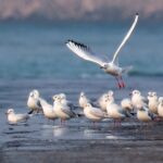 Migratory Birds Flock to Hebei Wetlands, Painting a Picturesque Scene video poster