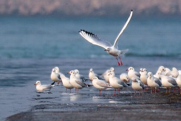 Migratory Birds Flock to Hebei Wetlands, Painting a Picturesque Scene video poster