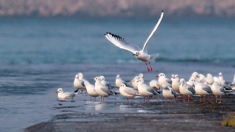 Migratory_Birds_Flock_to_Hebei_Wetlands_Painting_a_Picturesque_Scene_poster - Khabar Asia Migratory Birds Flock to Hebei Wetlands, Painting a Picturesque Scene video poster