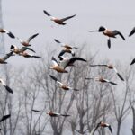 Migratory Birds Flock to Hebei's Wetlands, Creating a Picturesque Scene video poster