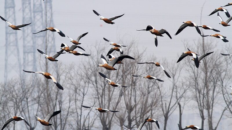 Migratory_Birds_Flock_to_Hebeis_Wetlands_Creating_a_Picturesque_Scene_poster - Khabar Asia Migratory Birds Flock to Hebei's Wetlands, Creating a Picturesque Scene video poster