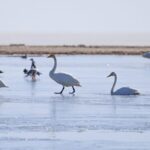 Migratory Birds Flock to Northwestern China's Quanwan Wetlands video poster