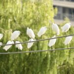 Migratory_Birds_Flock_to_Yinjiang_s_Thriving_Ecosystem_for_Winter_poster - Khabar Asia Migratory_Birds_Flock_to_Yinjiang_s_Thriving_Ecosystem_for_Winter video poster