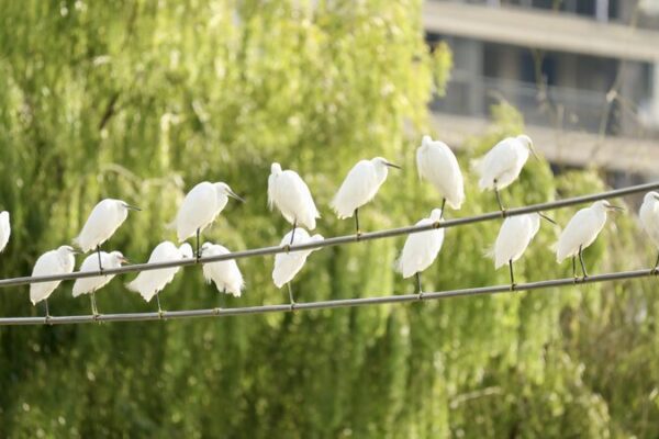 Migratory Birds Flock to Yinjiang’s Thriving Ecosystem for Winter Migratory_Birds_Flock_to_Yinjiang_s_Thriving_Ecosystem_for_Winter video poster