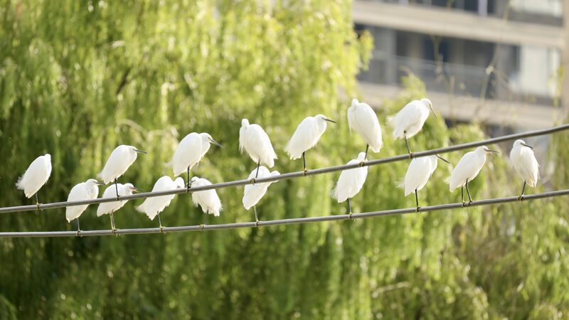 Migratory_Birds_Flock_to_Yinjiang_s_Thriving_Ecosystem_for_Winter_poster - Khabar Asia Migratory_Birds_Flock_to_Yinjiang_s_Thriving_Ecosystem_for_Winter video poster