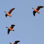 Migratory Birds Flourish in Hebei's Wetlands, Creating Stunning Natural Scenes video poster