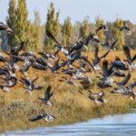 Migratory_Birds_Grace_China_s_Shores_Amid_Enhanced_Conservation_Efforts
