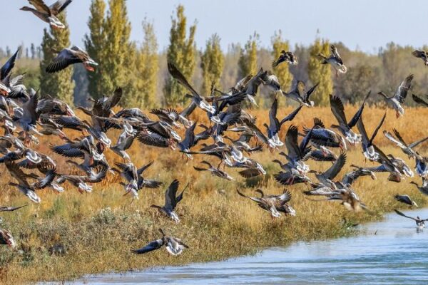 Migratory_Birds_Grace_China_s_Shores_Amid_Enhanced_Conservation_Efforts
