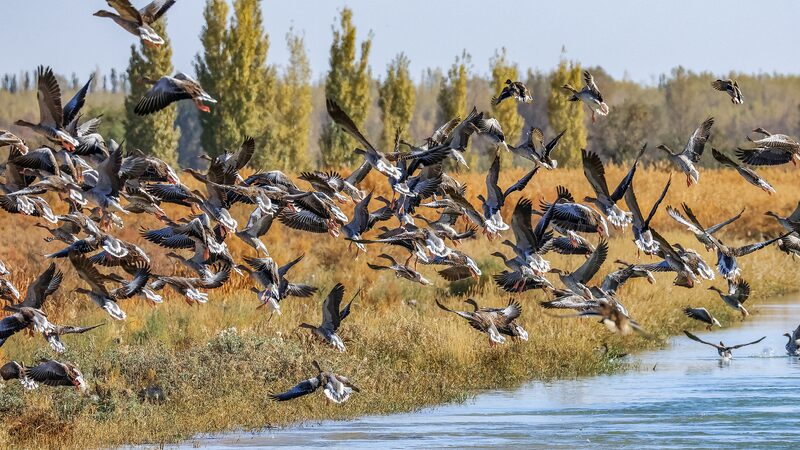 Migratory_Birds_Grace_China_s_Shores_Amid_Enhanced_Conservation_Efforts