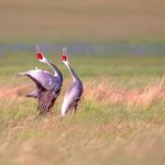 Migratory Birds Grace Miyun Reservoir in Northern Beijing video poster