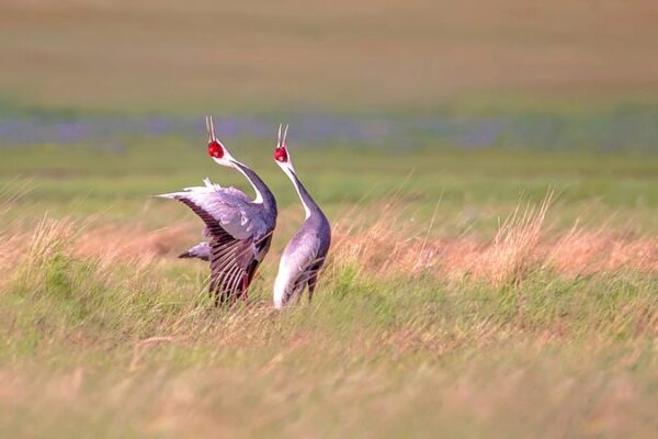Migratory Birds Grace Miyun Reservoir in Northern Beijing video poster