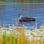 Migratory Birds Return to Gahai Lake Wetland in Gansu Province video poster