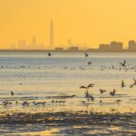 Migratory_Birds_Thrive_in_Tianjin_s_Coastal_Wetlands