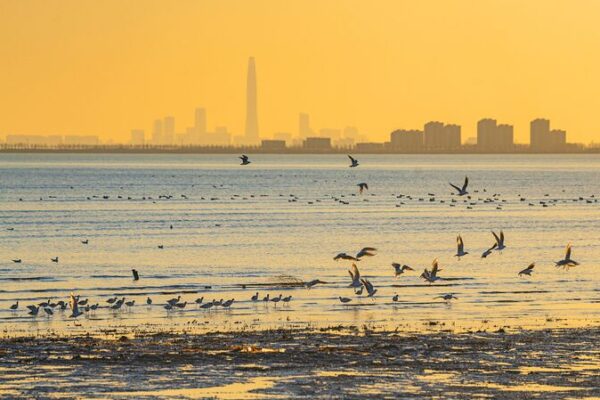 Migratory Birds Thrive in Tianjin’s Coastal Wetlands Migratory_Birds_Thrive_in_Tianjin_s_Coastal_Wetlands