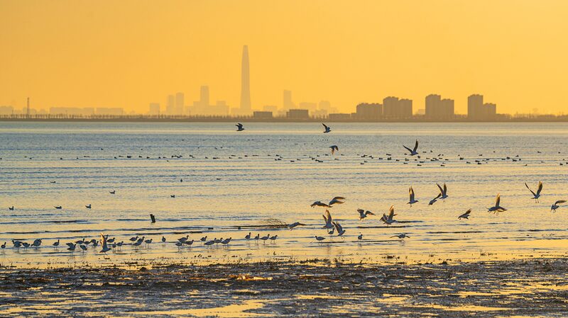 Migratory_Birds_Thrive_in_Tianjin_s_Coastal_Wetlands - Khabar Asia Migratory_Birds_Thrive_in_Tianjin_s_Coastal_Wetlands