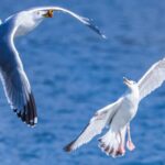 Migratory Gulls Grace Hunhe River in Shenyang, Attracting Visitors