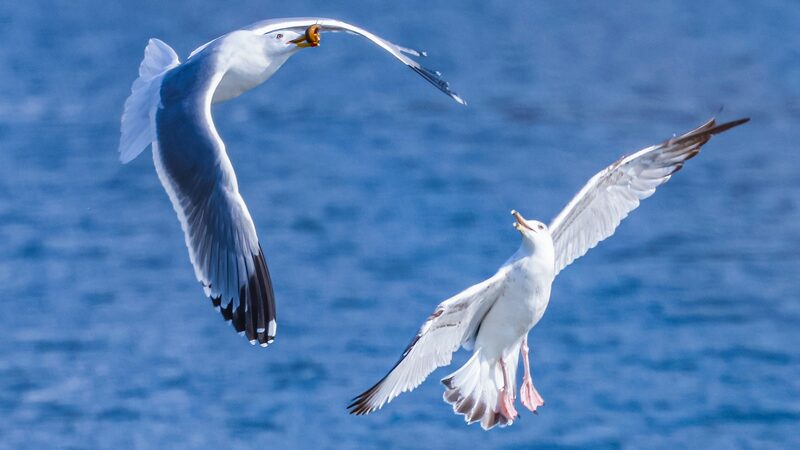 Migratory_Gulls_Grace_Hunhe_River_in_Shenyang_Attracting_Visitors - Khabar Asia Migratory Gulls Grace Hunhe River in Shenyang, Attracting Visitors
