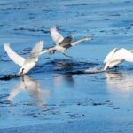 Migratory Swans Choose Beijing's Huairou Reservoir for Winter Haven