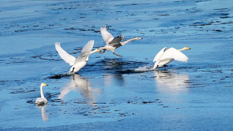Migratory_Swans_Choose_Beijings_Huairou_Reservoir_for_Winter_Haven - Khabar Asia Migratory Swans Choose Beijing's Huairou Reservoir for Winter Haven