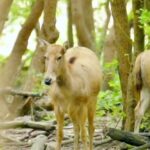 Milu_Deer_Grace_the_Sunlit_Forests_of_Dafeng