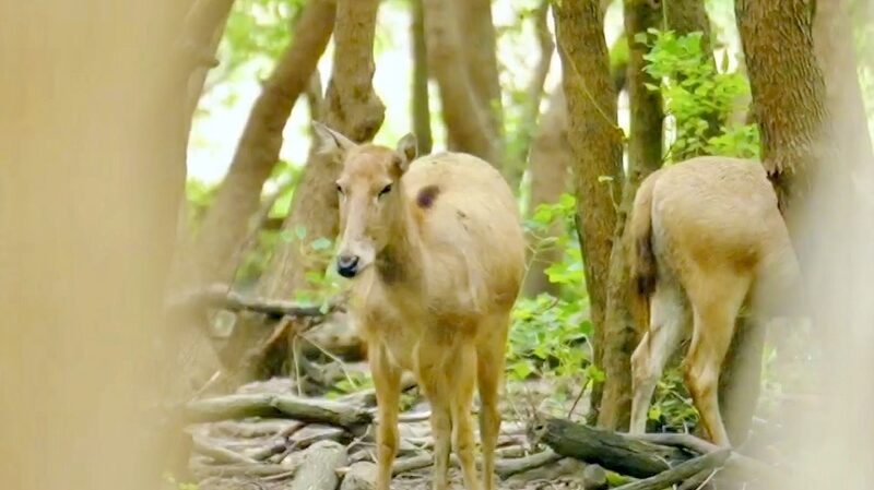 Milu_Deer_Grace_the_Sunlit_Forests_of_Dafeng