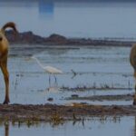Milu_Deer_and_Migratory_Birds_Flourish_Together_in_Jiangsu_s_Wetlands