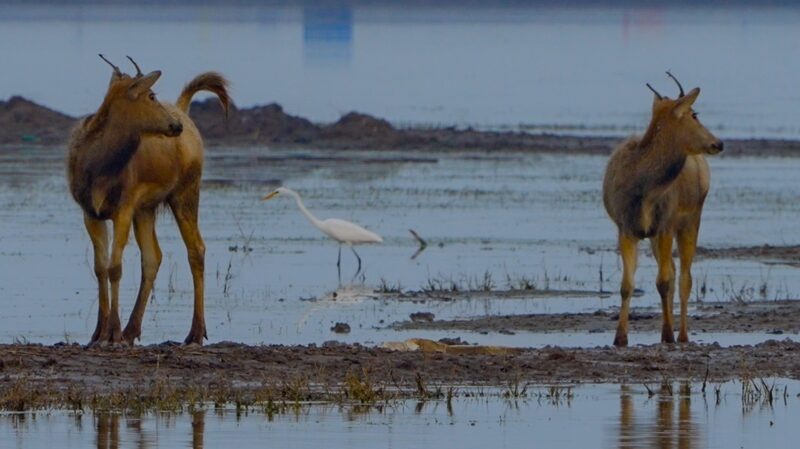 Milu_Deer_and_Migratory_Birds_Flourish_Together_in_Jiangsu_s_Wetlands - Khabar Asia Milu_Deer_and_Migratory_Birds_Flourish_Together_in_Jiangsu_s_Wetlands