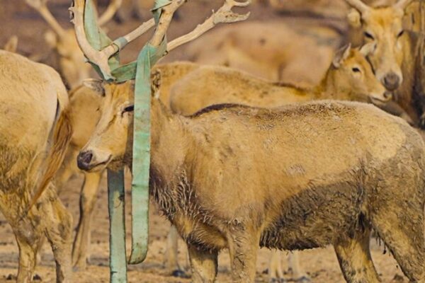 Milu Deer in Jiangsu Weave Crowns to Attract Mates Milu_Deer_in_Jiangsu_Weave_Crowns_to_Attract_Mates