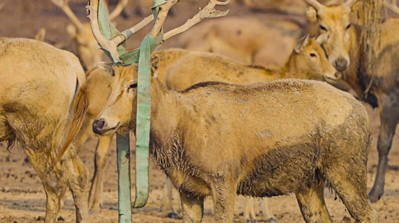 Milu_Deer_in_Jiangsu_Weave_Crowns_to_Attract_Mates - Khabar Asia Milu_Deer_in_Jiangsu_Weave_Crowns_to_Attract_Mates