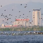 Mingxi County: A Vibrant Stopover for East Asia's Migratory Birds video poster