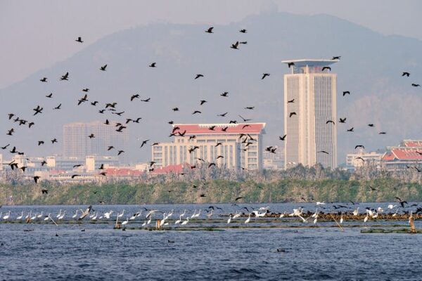 Mingxi County: A Vibrant Stopover for East Asia's Migratory Birds video poster