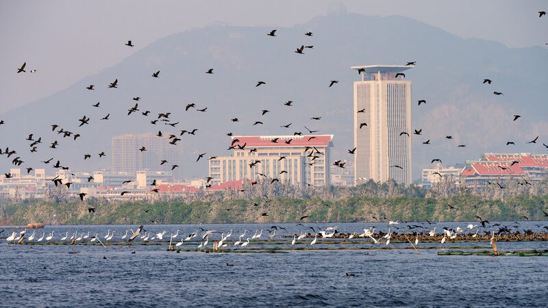 Mingxi County: A Vibrant Stopover for East Asia's Migratory Birds video poster
