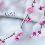 Minor_Cold__Welcoming_Spring_Amid_Winter_s_Chill - Khabar Asia Minor_Cold__Welcoming_Spring_Amid_Winter_s_Chill