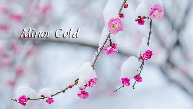 Minor_Cold__Welcoming_Spring_Amid_Winter_s_Chill