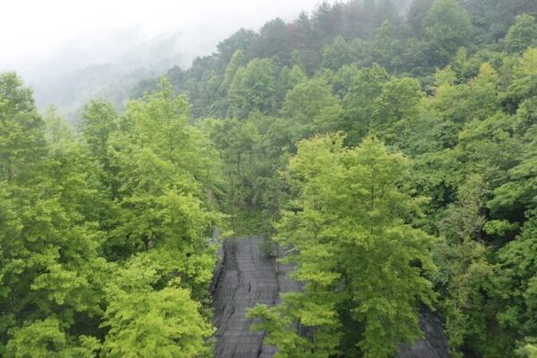 Misty Enchantment: Lingzhi Mushroom Base in Anhui Transforms into Fairyland Misty Enchantment: Lingzhi Mushroom Base in Anhui Transforms into Fairyland video poster