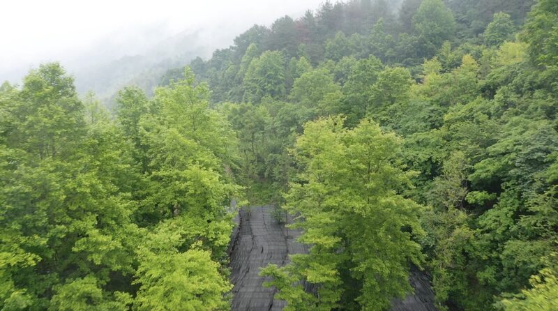 Misty_Enchantment_Lingzhi_Mushroom_Base_in_Anhui_Transforms_into_Fairyland_poster - Khabar Asia Misty Enchantment: Lingzhi Mushroom Base in Anhui Transforms into Fairyland video poster