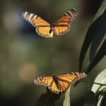 Monarch Butterfly Decline in California Raises Global Environmental Concerns