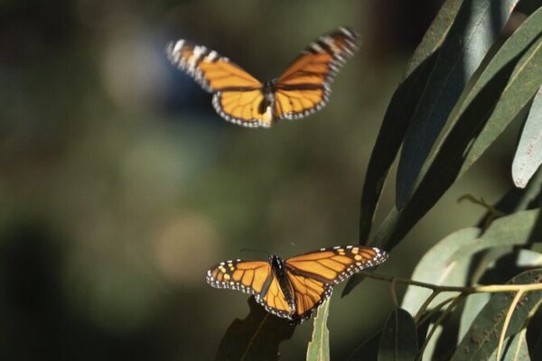 Monarch Butterfly Decline in California Raises Global Environmental Concerns