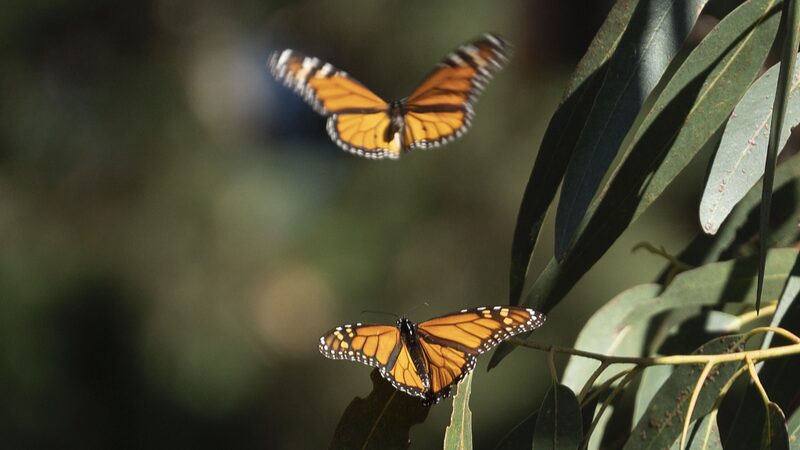 Monarch_Butterfly_Decline_in_California_Raises_Global_Environmental_Concerns - Khabar Asia Monarch Butterfly Decline in California Raises Global Environmental Concerns