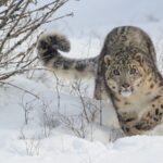 Mongolia_Highlights_Snow_Leopard_Conservation_Ahead_of_International_Snow_Leopard_Day