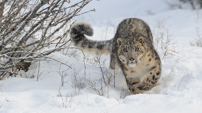 Mongolia_Highlights_Snow_Leopard_Conservation_Ahead_of_International_Snow_Leopard_Day - Khabar Asia Mongolia_Highlights_Snow_Leopard_Conservation_Ahead_of_International_Snow_Leopard_Day